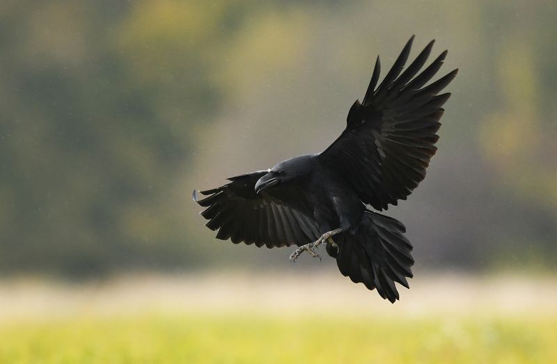 Hybrid Ravens Demonstrate Surprising Cognitive Adaptations