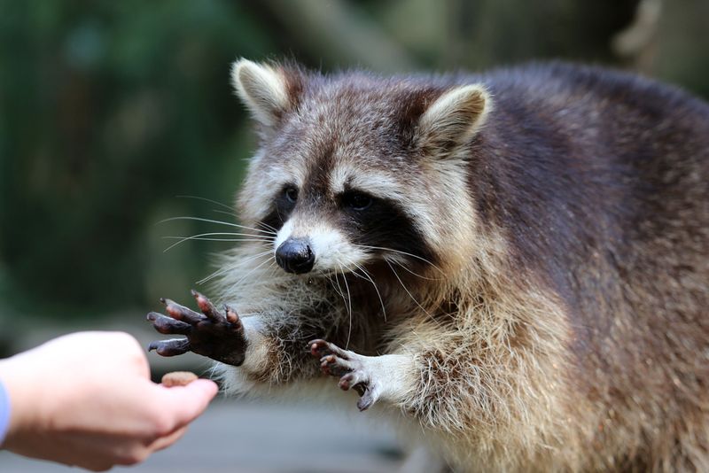 Raccoons: Mischief Masters With Grabby Hands