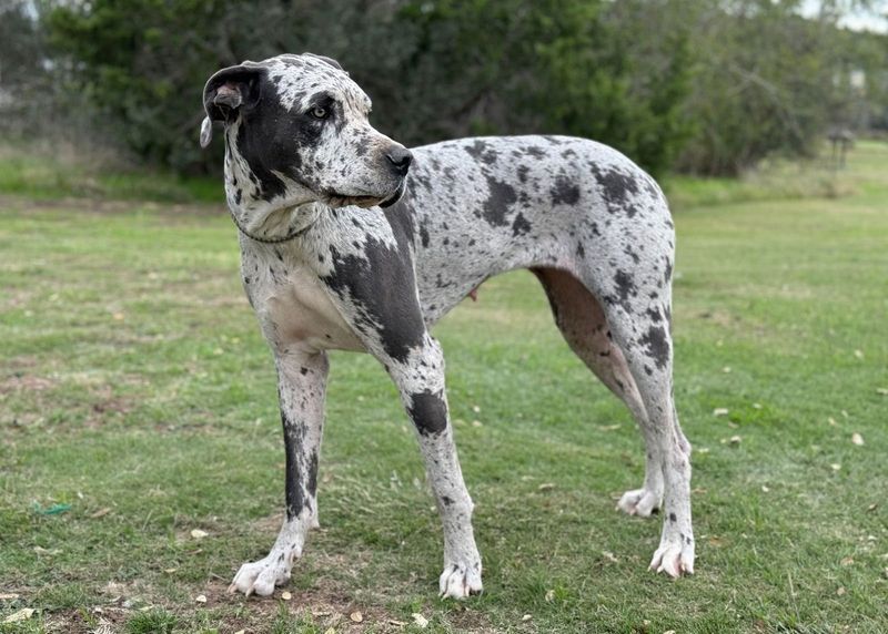 Great Danes