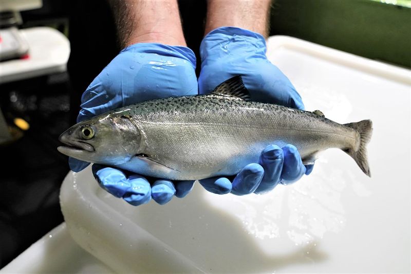 Salmon Oxygen Utilization Improvement