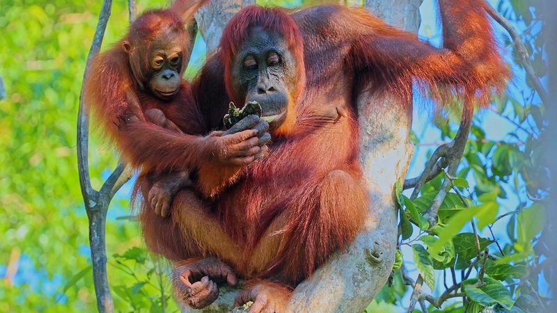 Orangutan Mothers: Eight Years Of Devoted Teaching