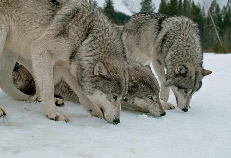 Wolves Don't Have Supernatural Senses
