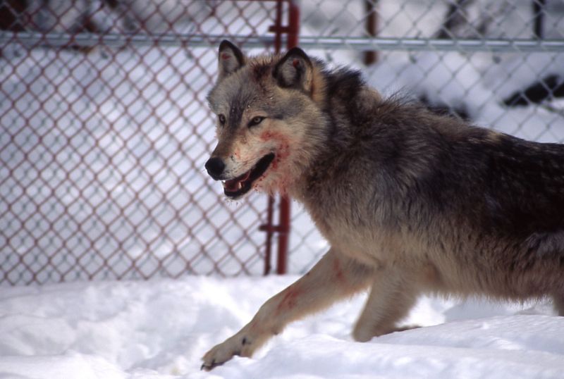 Wolves' Remarkable Comeback