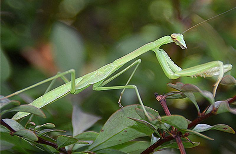 Praying Mantis: The Ambush Master