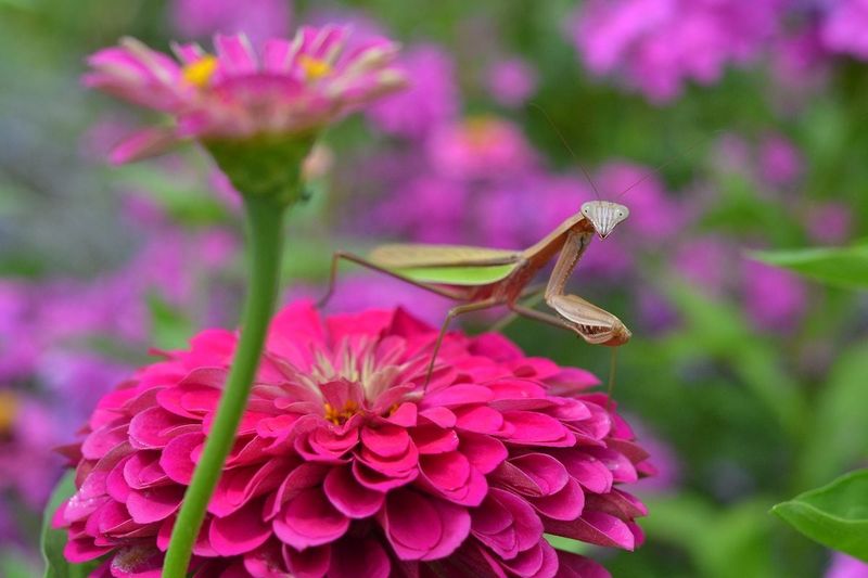 Praying Mantis: The Garden's Alien Overlord