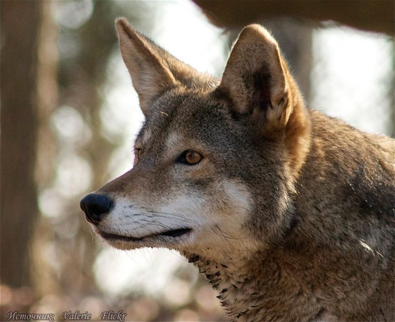The Red Wolf: America's Endangered Middle-Sized Canid