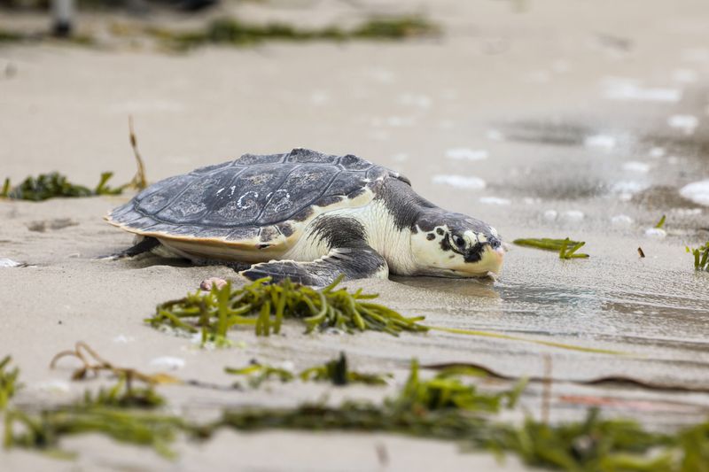 Rehabilitated Sea Turtles Ready For Ocean Return