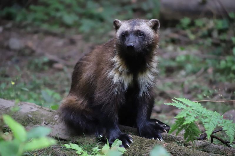 Wolverine