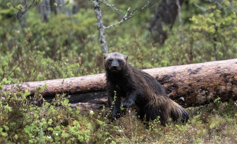 Why The Return Of The Wolverine Is Significant For Finland's Ecosystem
