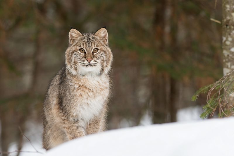 Bobcat: Stealthy Ambush Expert