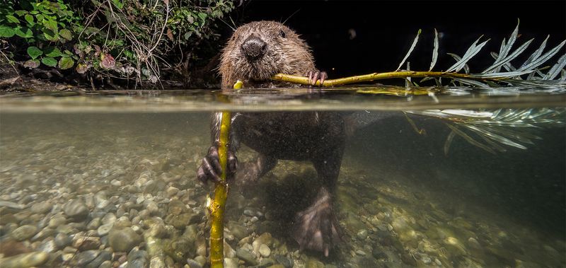 Beaver - Nature's Engineers