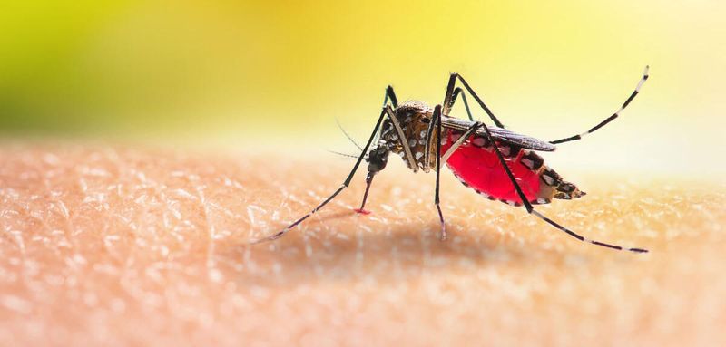 Mosquito
