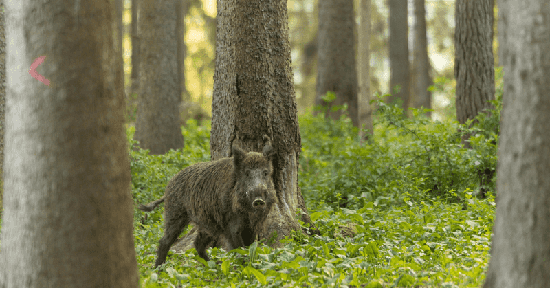 Wild Boar's Charging Menace