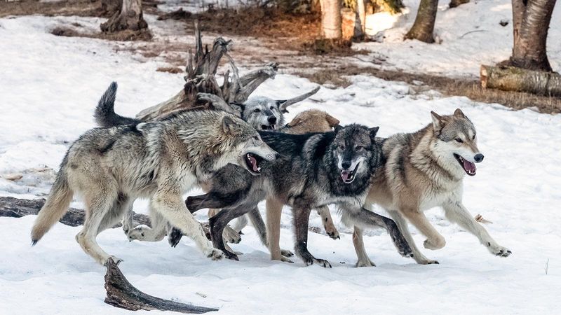 How Wolves Inspire Stories Of Loyalty And Courage