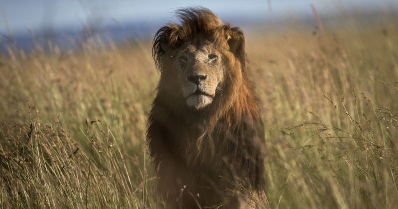 Lions