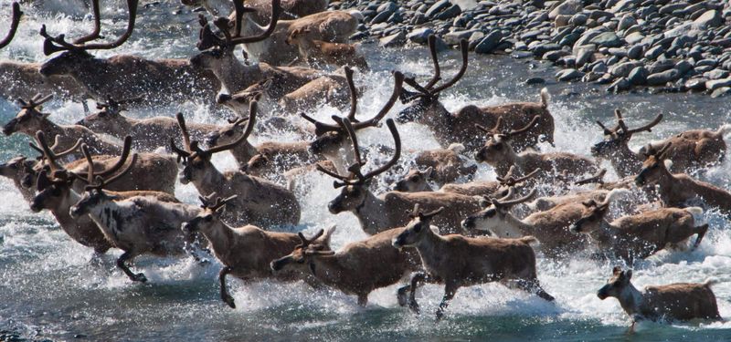 Caribou