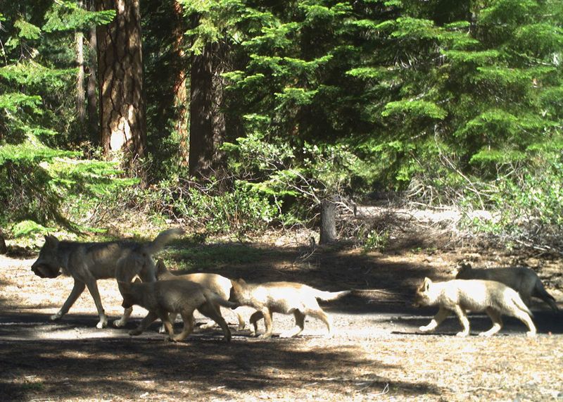 Increasing Wolf Sightings