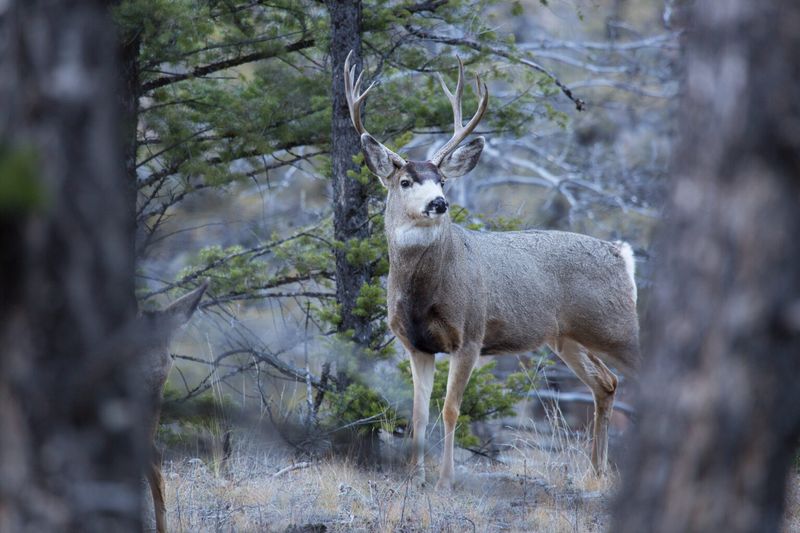 Deer