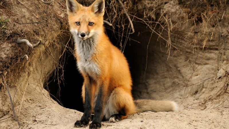 Foxes: Adorable But Incompatible With Domestic Life