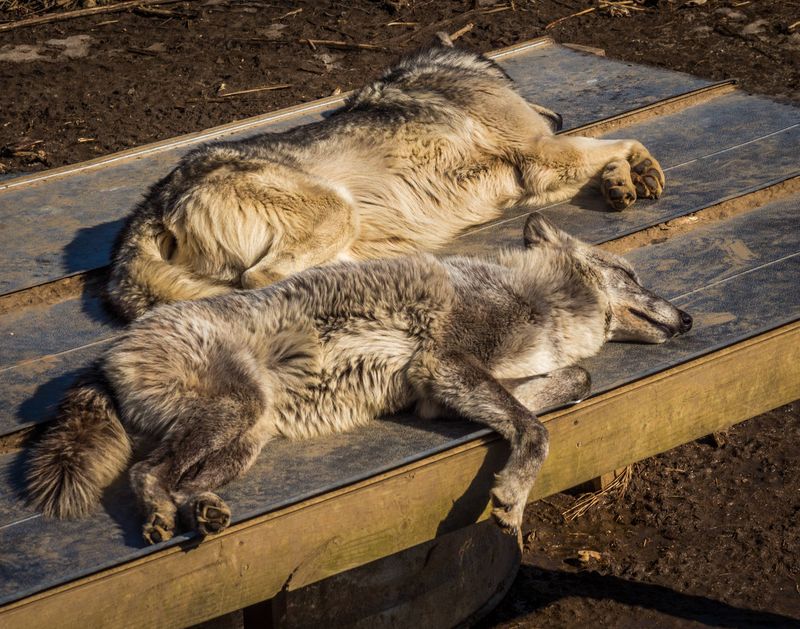 They're Champion Nappers