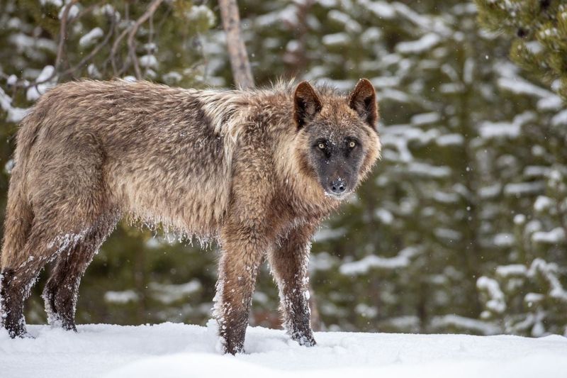 Wolves Don't Need To Be Feared In Reintroduction Areas