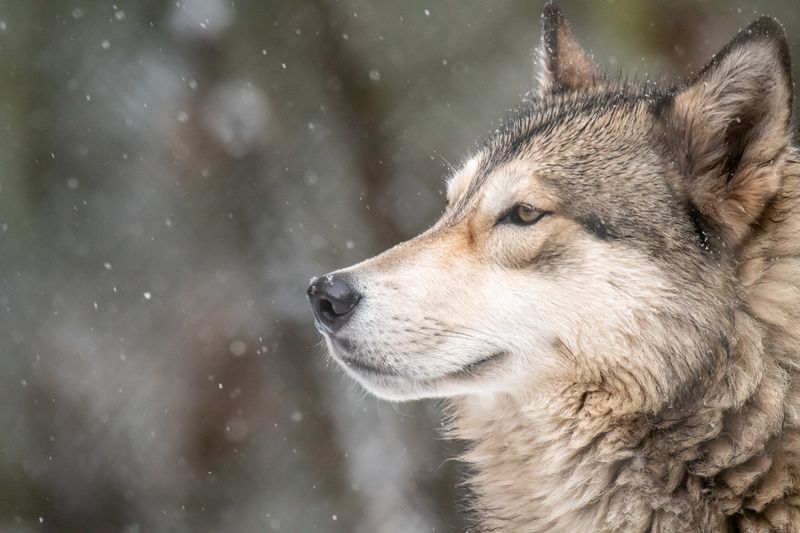 Memory Champions Of The Animal Kingdom