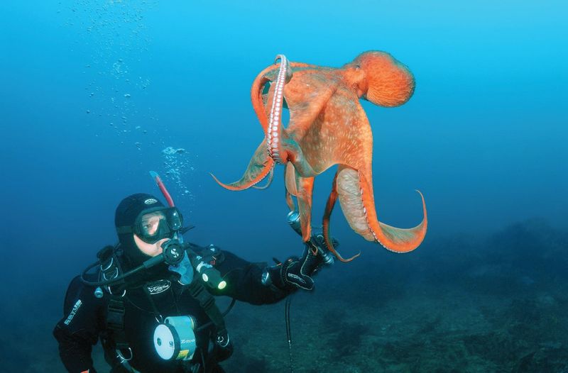 Octopuses Recognize Individual Humans