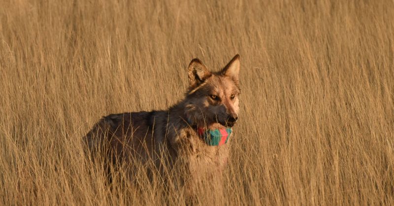 Lone Wolves Aren't Social Outcasts