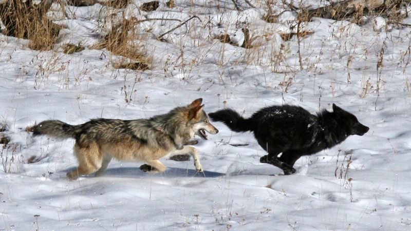 Wolves Aren't Just Gray
