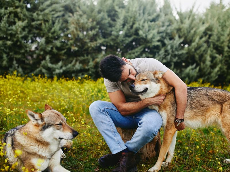 Wolf-Dog Hybrids Don't Make Good Pets