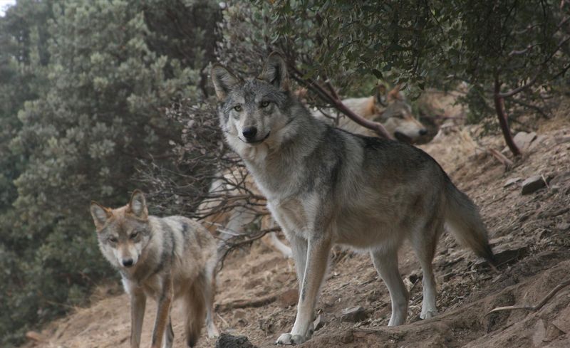 Wolves Aren't Always Pack Animals