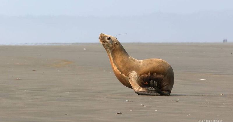 Sea Lions Vocalize Their Distress