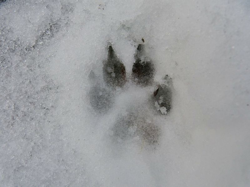 Paws That Double As Snowshoes