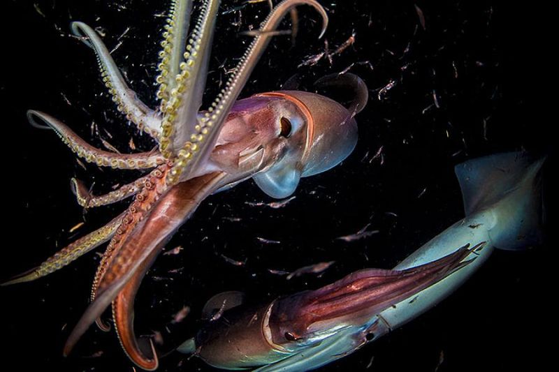 Humboldt Squid: The Red Devils