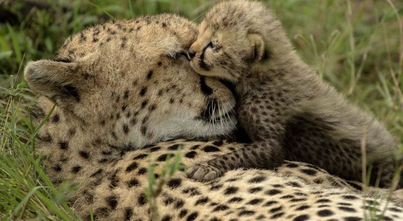 Cheetahs: Prioritizing Their Own Young Over Others