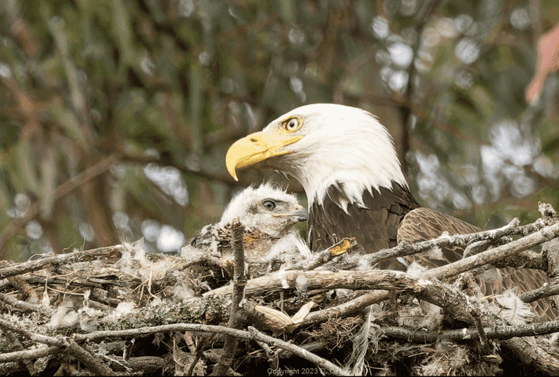 Eagles Nurturing Hawk Nestlings