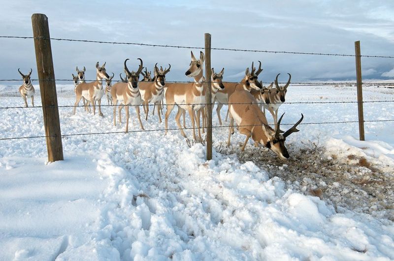 Pronghorn Antelope's Seasonal Border Crossings