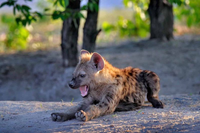 Hyenas' Famous Laugh Isn't Actually Funny