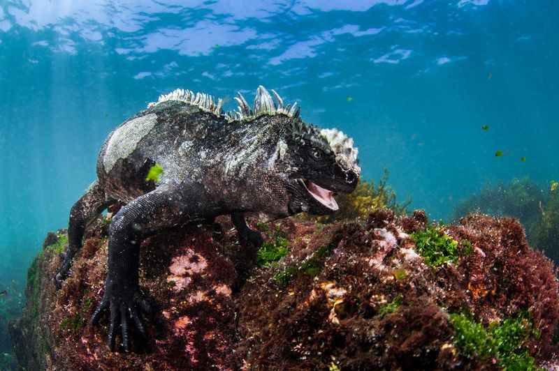 Galapagos Iguanas' Moonlit Meals