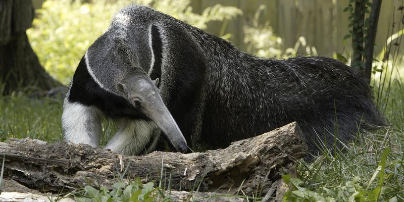 Giant Anteater