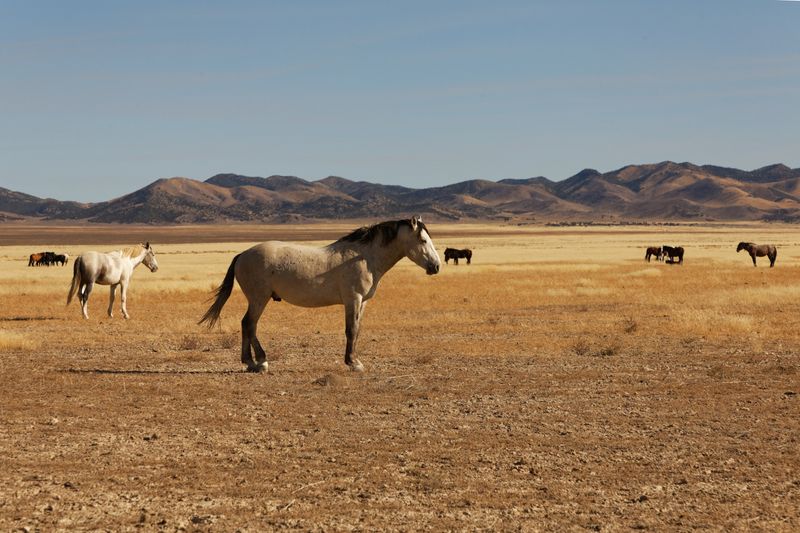 Wild Mustangs Became Living Symbols Of Freedom