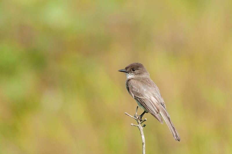 Phoebes: Patient Mosquito Ambushers