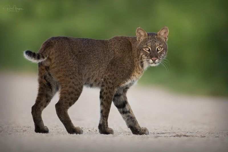 Bobcat