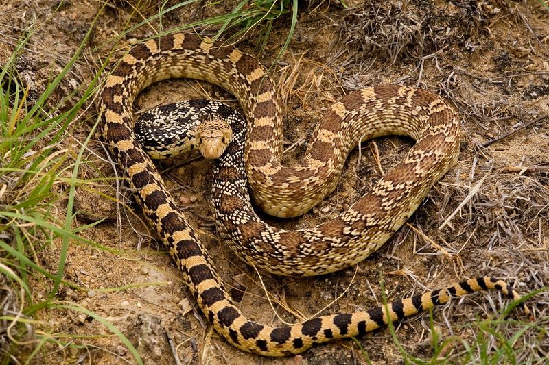 Nocturnal Hunter: Bullsnake