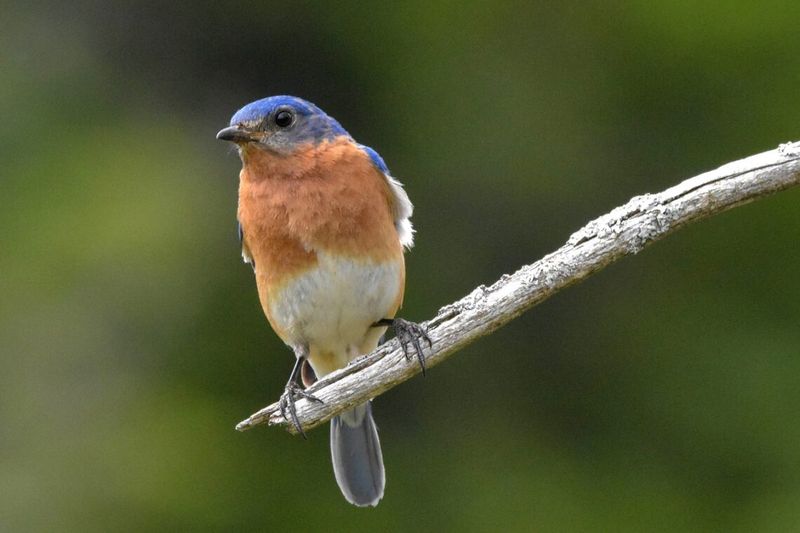 Insect Controllers: Bluebirds