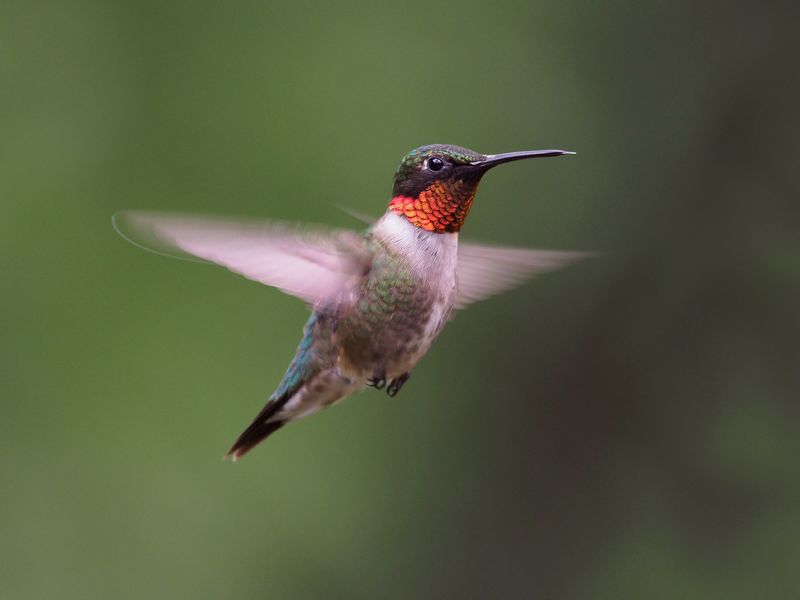 Tiny Hovering Jewel