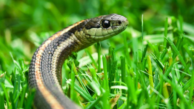 Tall Grass and Unmowed Lawns