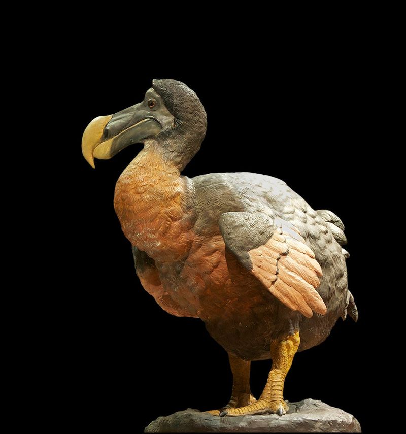 Dodo Birds: Flightless Island Dwellers