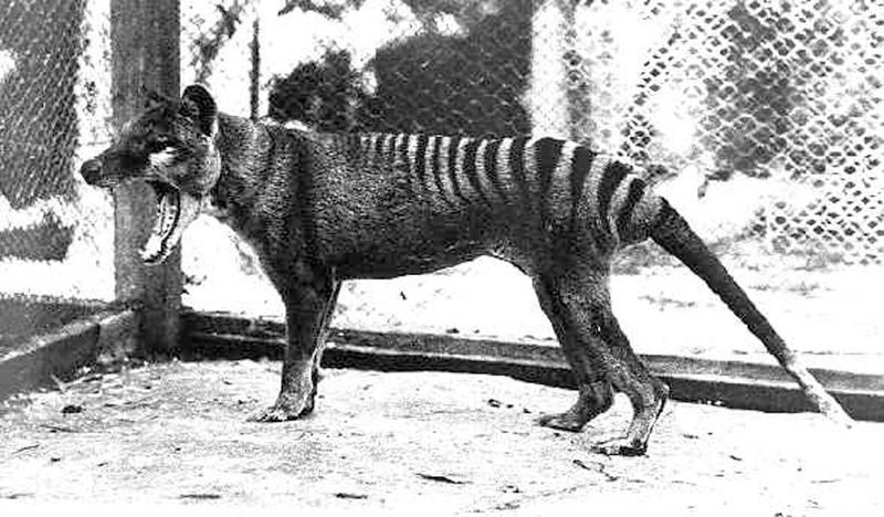 The Tasmanian Tiger's Lonely End