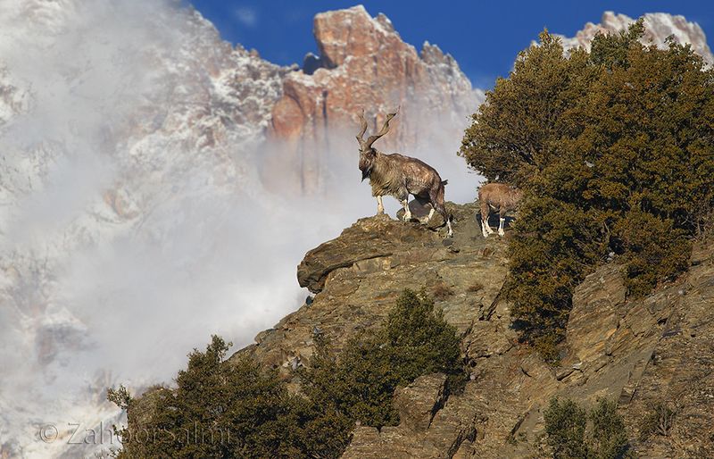 Skywalking Markhor Goats